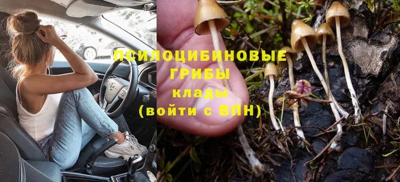 Псилоцибиновые грибы Psilocybe  KRAKEN ссылка  Нижнекамск 